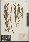 Foto von Salix purpurea L. x Salix repens L.